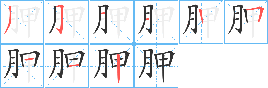 胛字筆畫(huà)寫(xiě)法