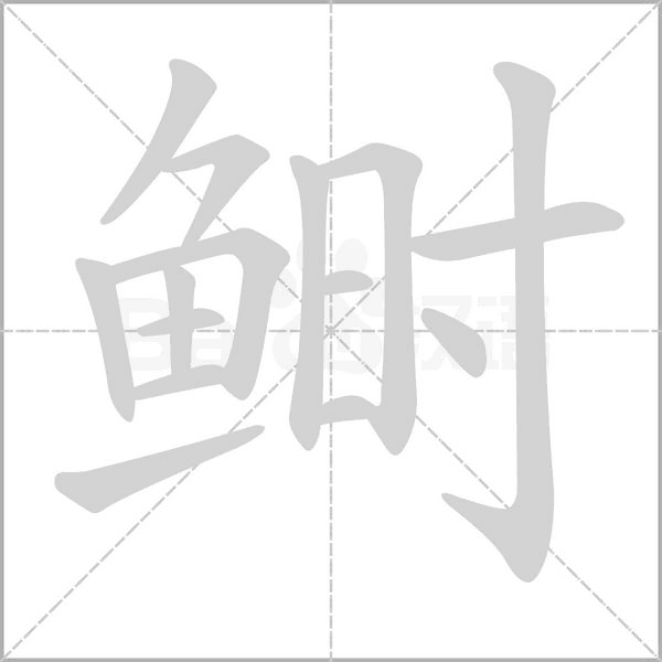 鰣